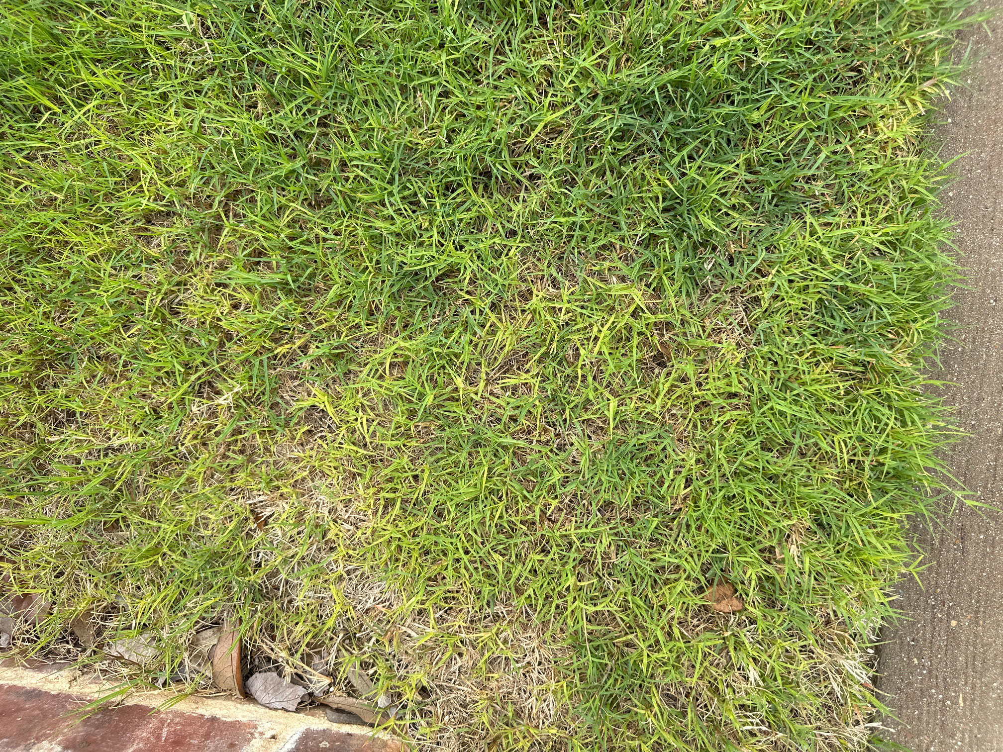 Bipolaris disease in Burleson Texas Lawn