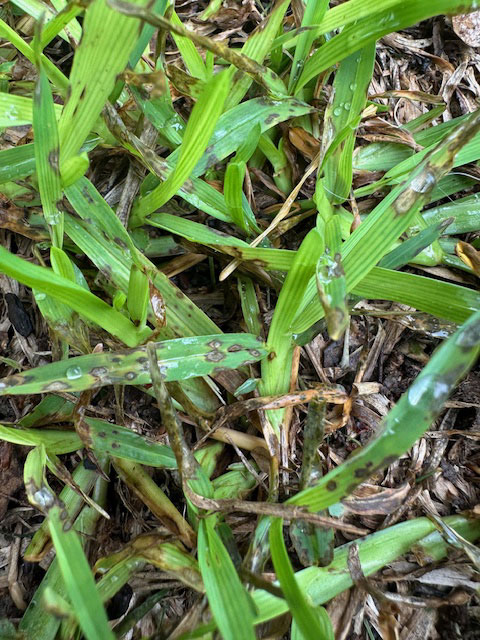 Gray Leaf Spot Disease In Burleson Texas